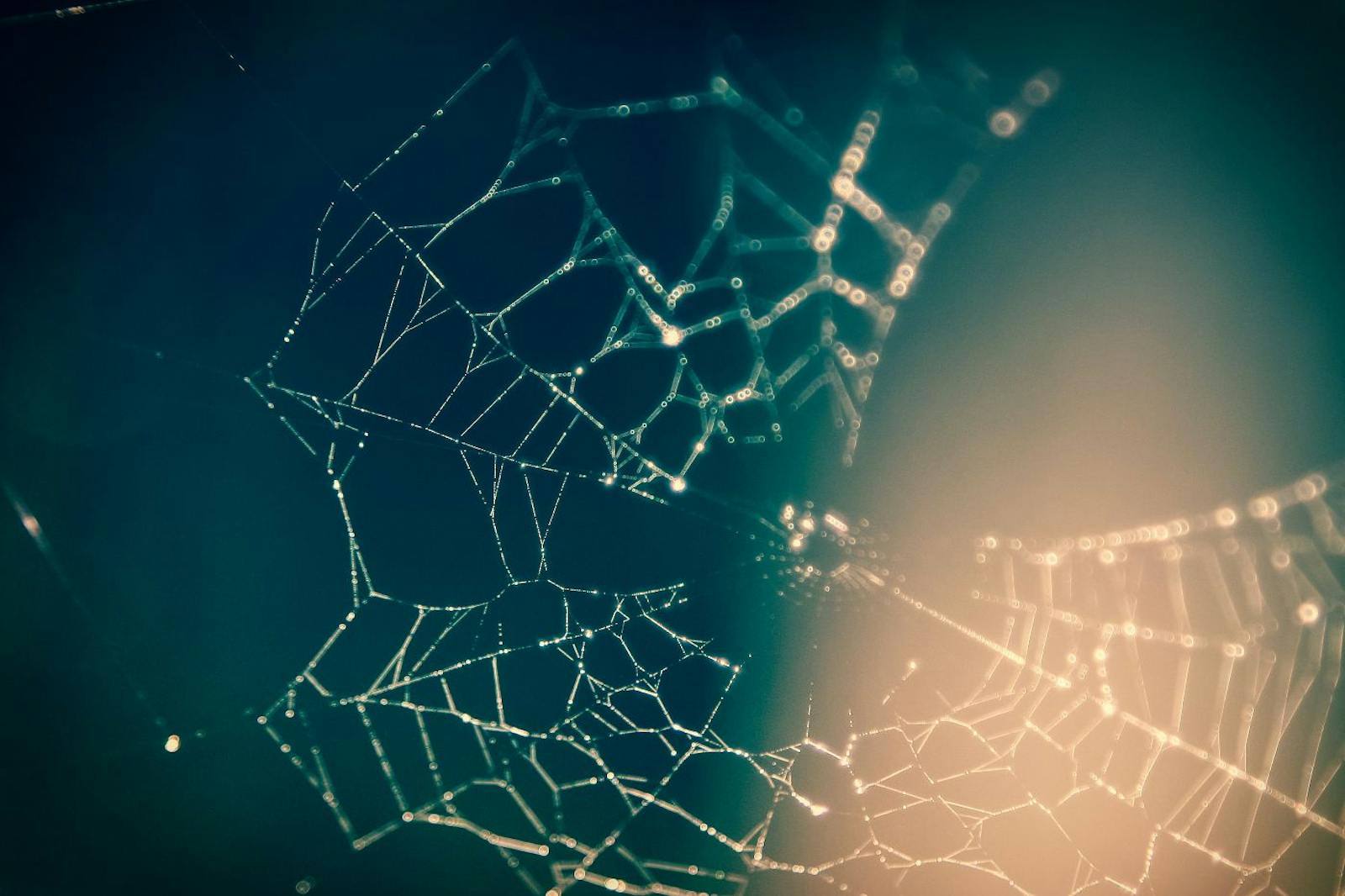 A glowing network-like spider web